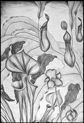 Illustration of carnivorous plants by Joelle Steele